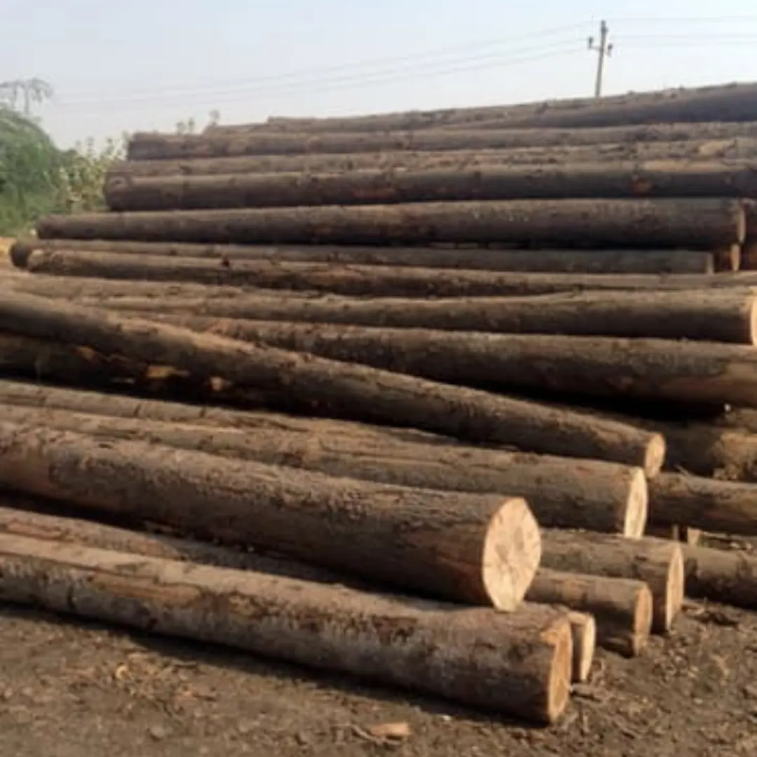 Canadian Pine Wood