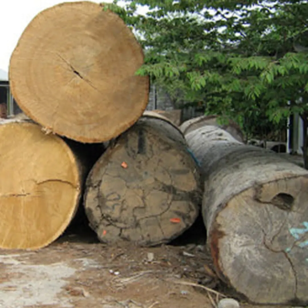 Yellow Meranti Logs